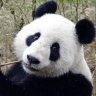 Panda95190
