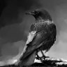 Raven'